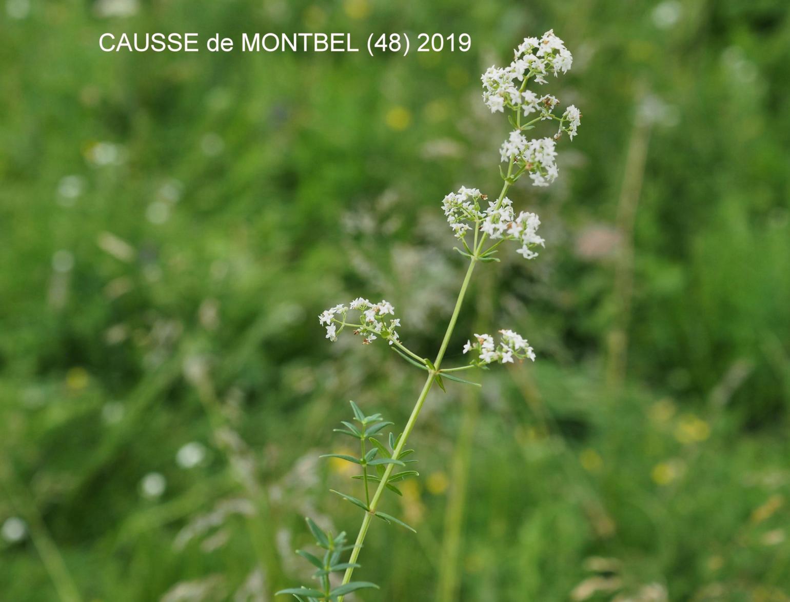 Bedstraw, Northern